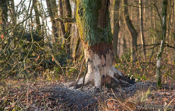 Slimme bever - Pelt