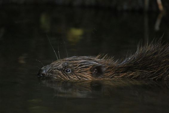 Een bever in de Dommel - Neerpelt