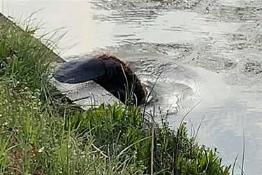 Een bever in het kanaal - Pelt