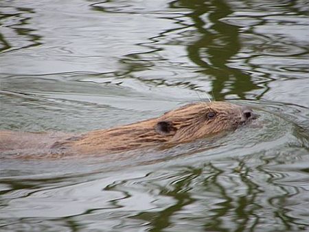 Een bever in het kanaal - Lommel