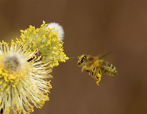 Een bij in de Schansstraat - Overpelt