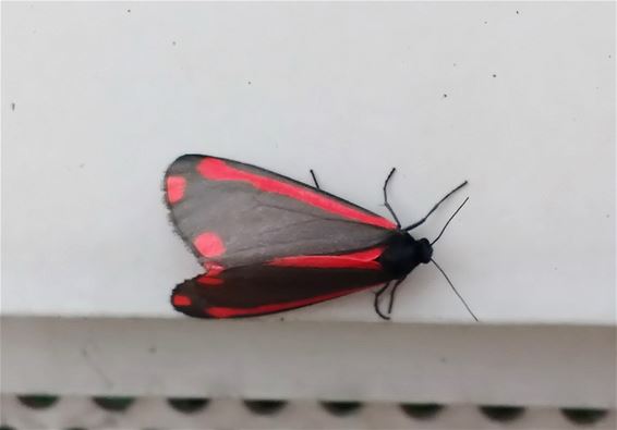 Een bijzonder beestje - Lommel