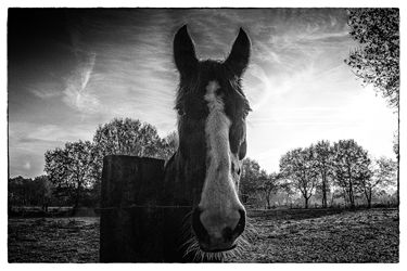 Een bijzonder paard - Lommel