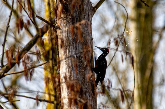 Een bijzondere vogel in actie: de zwarte specht - Lommel