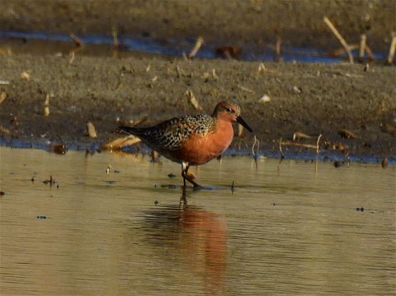 Een bijzondere vogel - Lommel