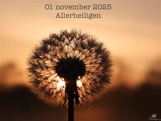 Een blaasbloem op Allerheiligen - Lommel