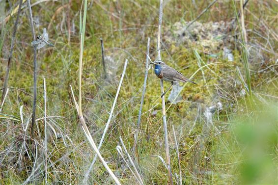 Pelt - Een blauwborst en twee libellen