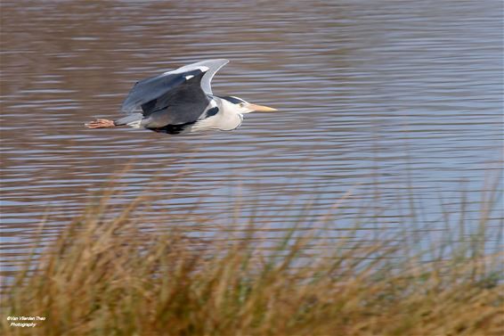 Een blauwe reiger aan De Bever - Hamont-Achel