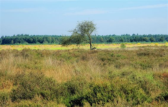 Een blik op de Blekerheide - Lommel