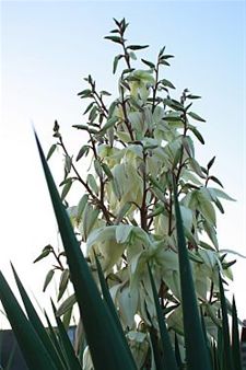 Een bloeiende agave op Bettebos - Neerpelt