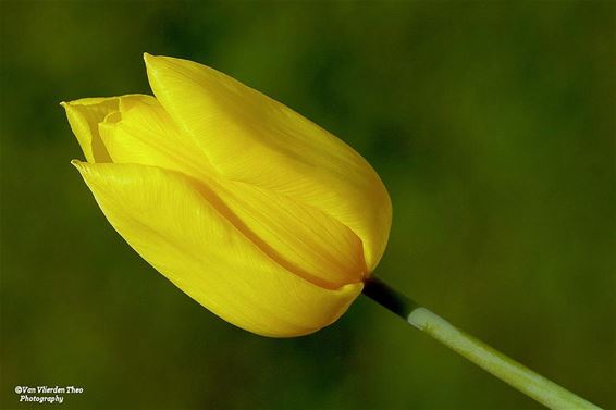 Een bloem voor de hulpverleners - Hamont-Achel