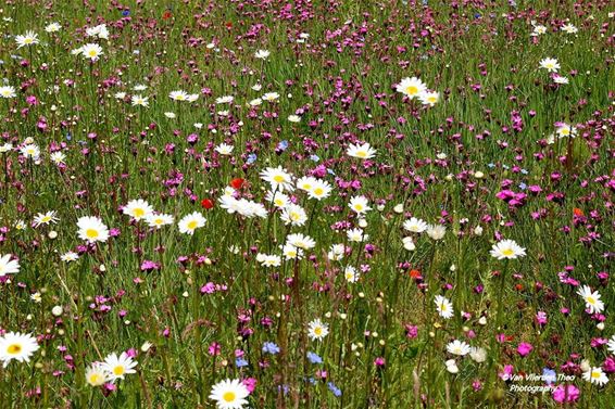 Een bloementapijt in Achel - Hamont-Achel