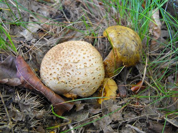 Een boleet als kostganger - Hechtel-Eksel