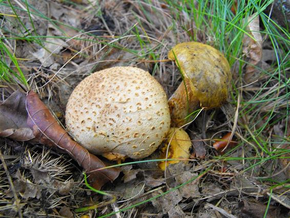 Een boleet als kostganger - Hechtel-Eksel