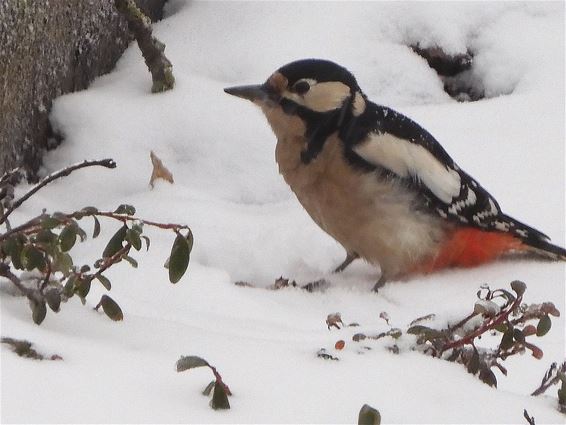 Een bonte specht in de tuin - Hechtel-Eksel