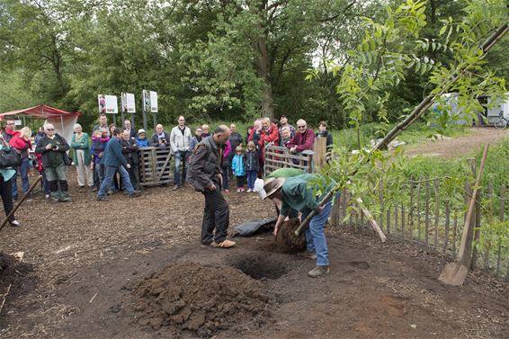 Een boom voor Annemie Witters - Beringen