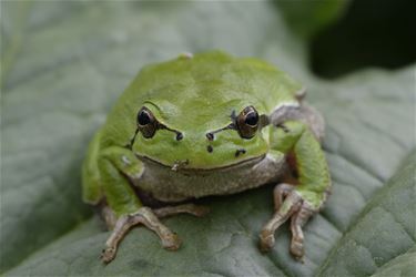 Een boomkikker in je tuin