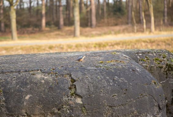 Een boomklever gespot aan brug 12 - Lommel