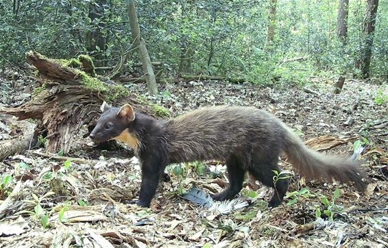 Een boommarter in Bosland - Pelt