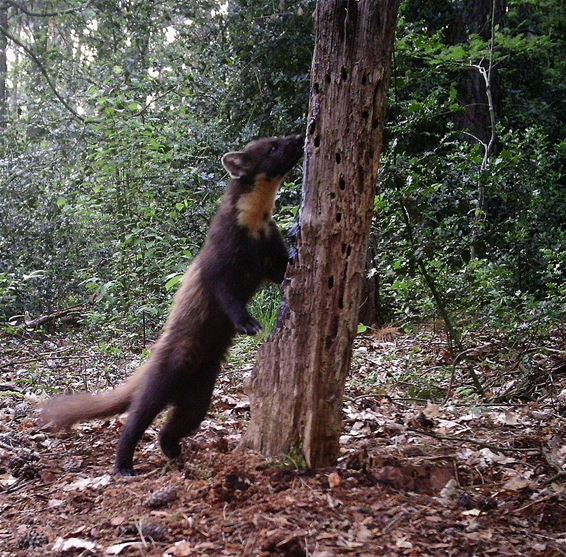 Een boommarter in het Hobos - Pelt