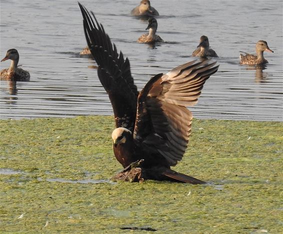 Een bruine kiekendief in het Hageven - Pelt