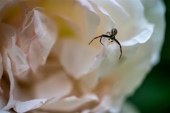 Een (buiten)gewoon spinnetje - Hamont-Achel