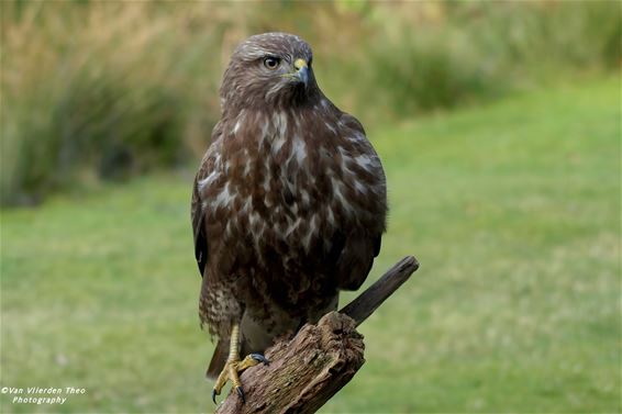 Een buizerd aan den Doodendraad - Hamont-Achel