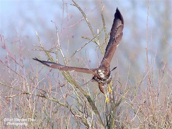 Een buizerd in volle vlucht - Hamont-Achel