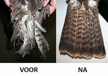 Een buizerd met 'extensions'