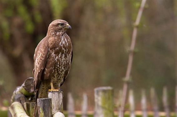 Een buizerd op een paaltje - Lommel