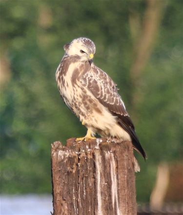 Een buizerd zie je niet alle dagen - Neerpelt