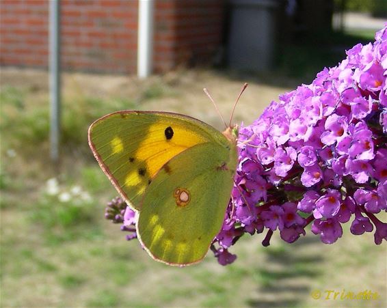 Een dag te vroeg voor het vlindertelweekend - Overpelt
