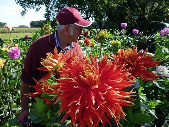 Een dahliatuin die om bezoek roept - Meeuwen-Gruitrode