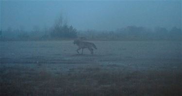 Een derde wolf