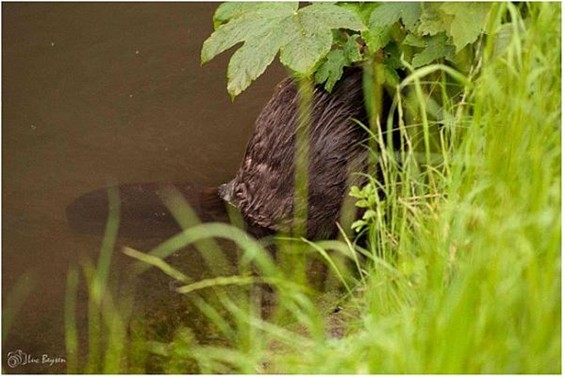 Een dier met een platte staart - wat is het? - Lommel