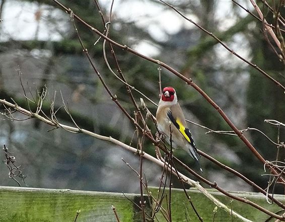 Een distelvink op bezoek - Neerpelt