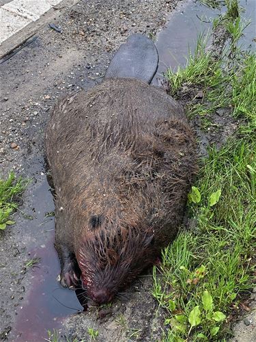 Een dode bever aan de Breugelweg - Pelt