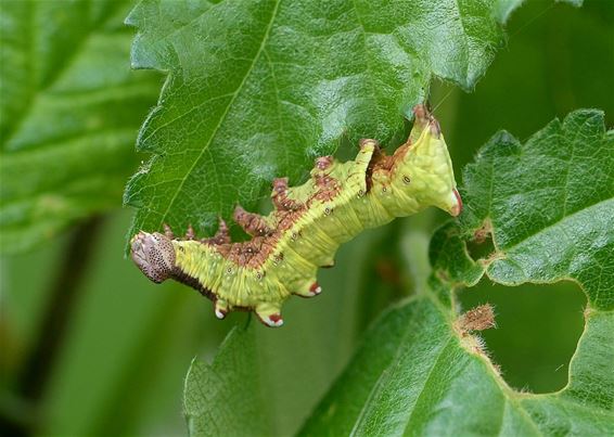 Een dromedaris in de tuin - Overpelt