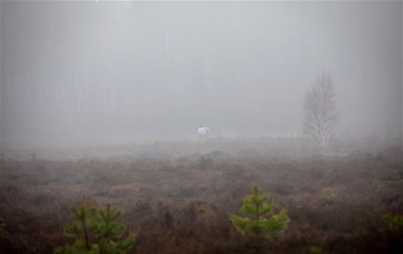 Een druilerige dag - Lommel