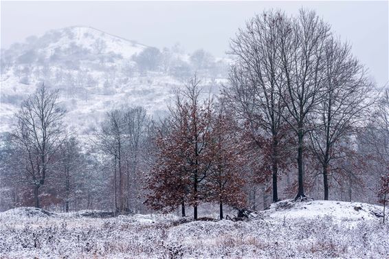 Een dun laagje sneeuw - Beringen