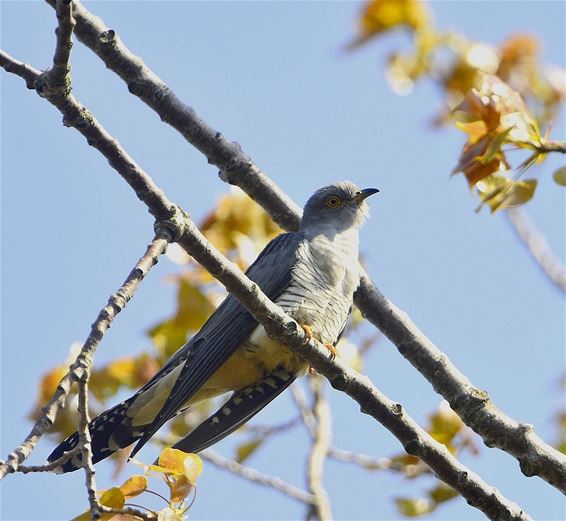 Een echte lentevogel - Pelt