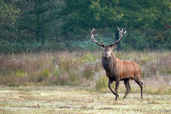 Een edelhert in het Weerterbos - Bocholt