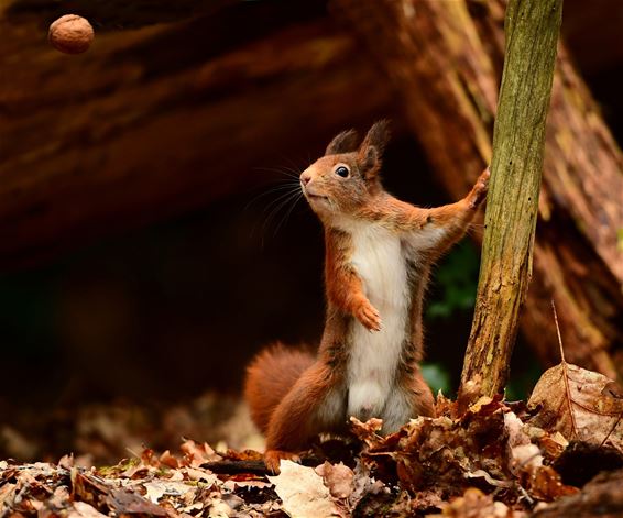 Een eekhoorn, een noot, een fotograaf - Pelt