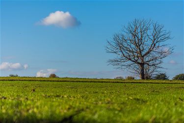 Een eenzame boom - Beringen