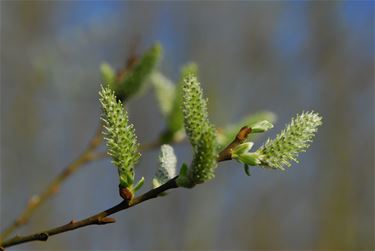 Een eetbaar park in Beringen? - Beringen