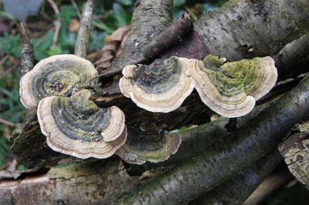 Een elfenbankje in de tuin - Overpelt