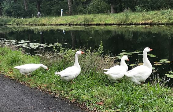 Een familie ganzen - Lommel