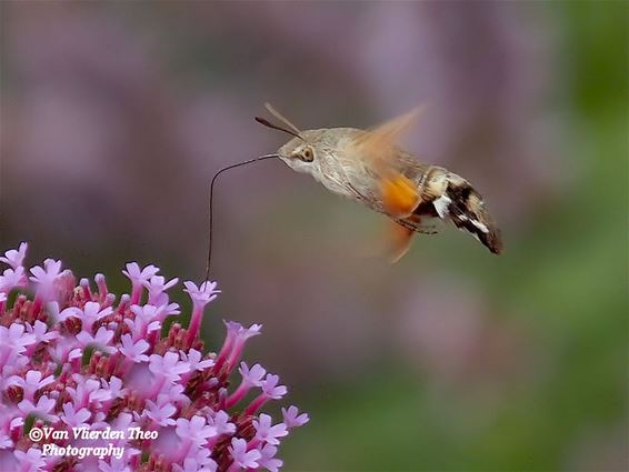 Een flits aan een bloem: de kolibrievlinder - Hamont-Achel