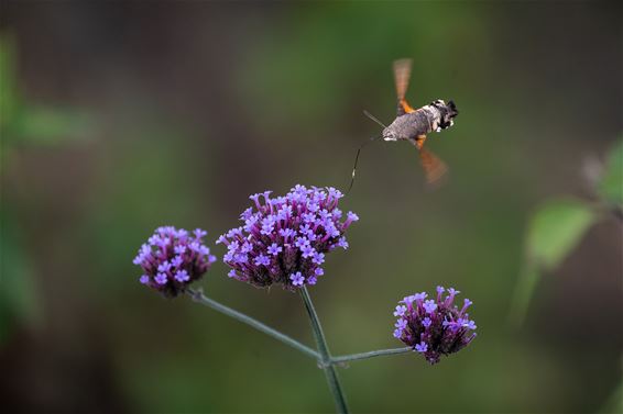 Een flitsend bezoeker in de tuin - Hamont-Achel