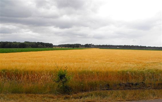 Een foto van een mooie zomer - Hechtel-Eksel